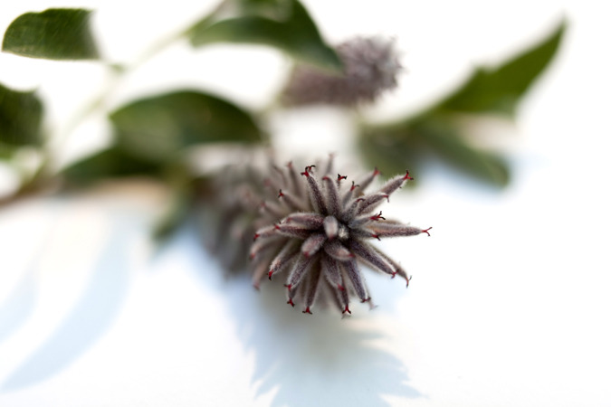 Icelandic Flora