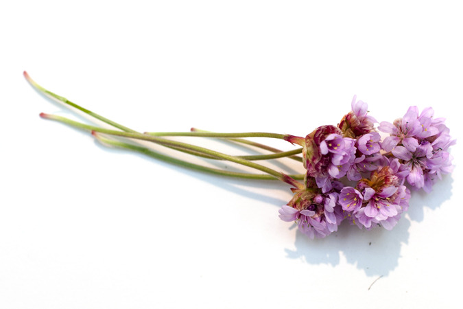 Icelandic Flora