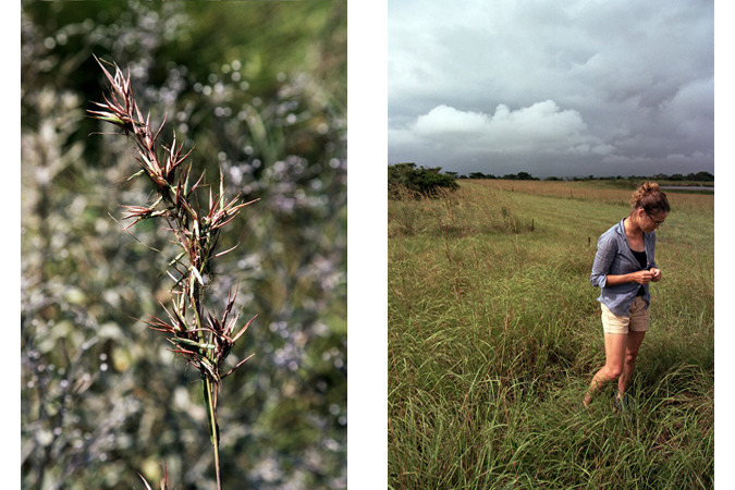 South African Grasslands