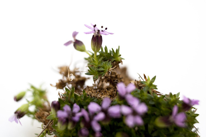 Icelandic Flora