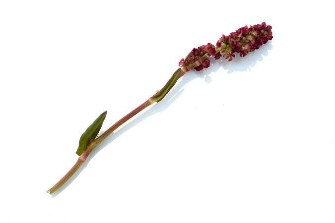 Icelandic Flora