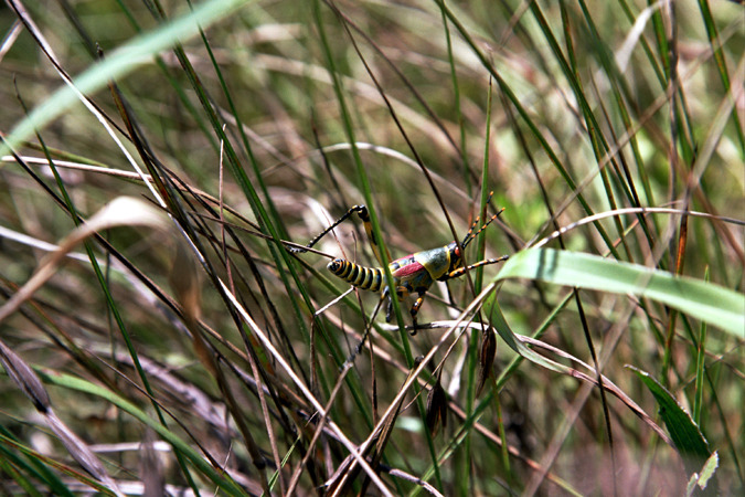 South African Grasslands