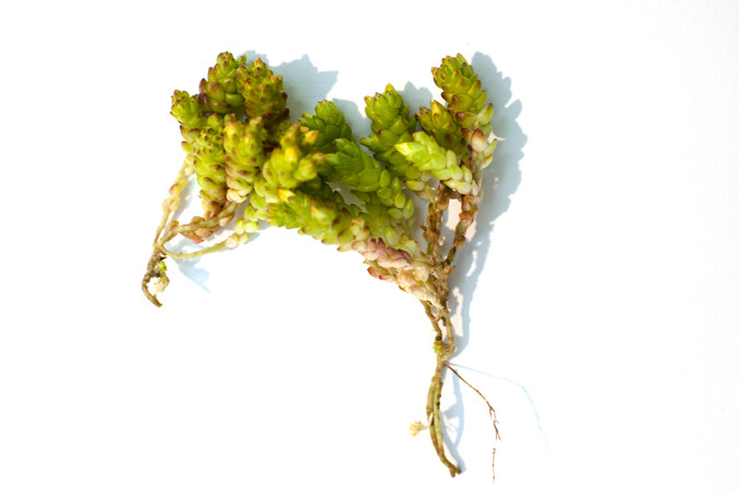 Icelandic Flora
