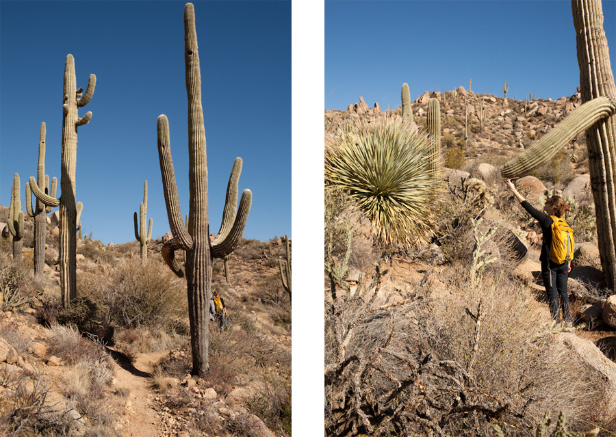 Tonto National Forest, Mesa, AZ.