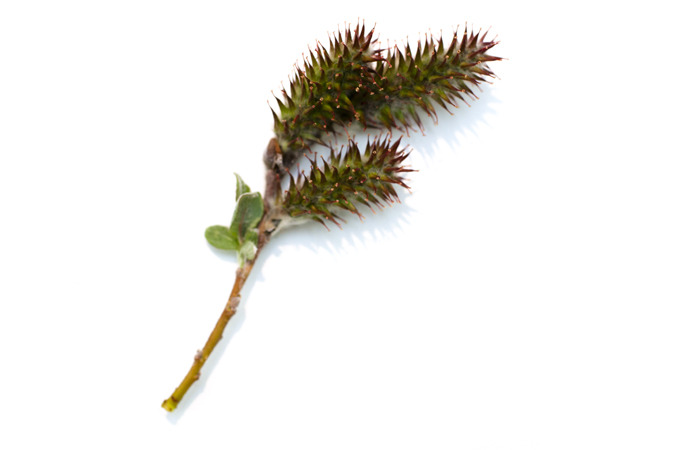 Icelandic Flora