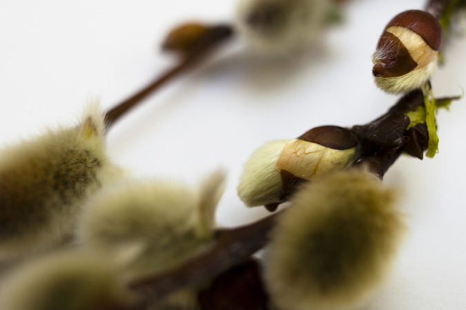 Icelandic Flora