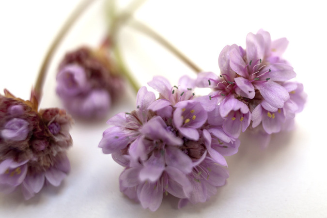 Icelandic Flora