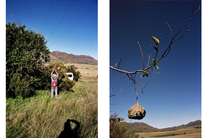 South African Grasslands