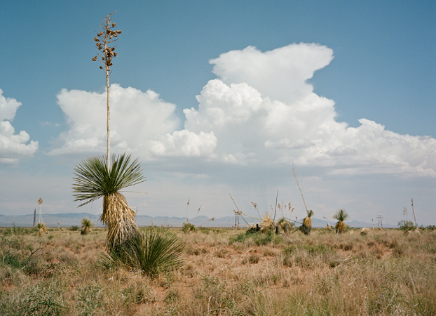 North American Grasslands