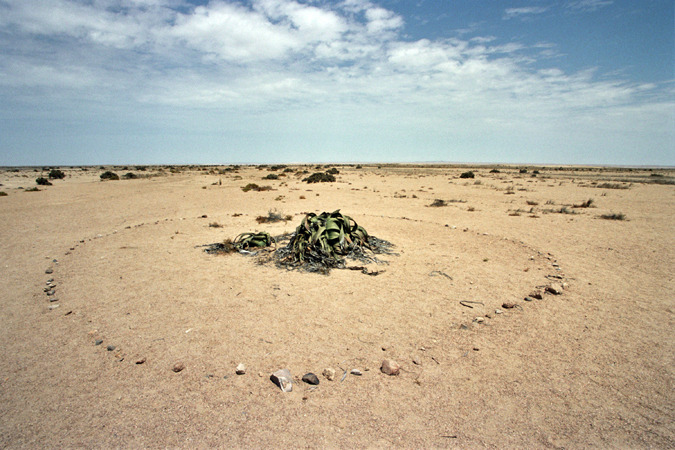 South African Grasslands