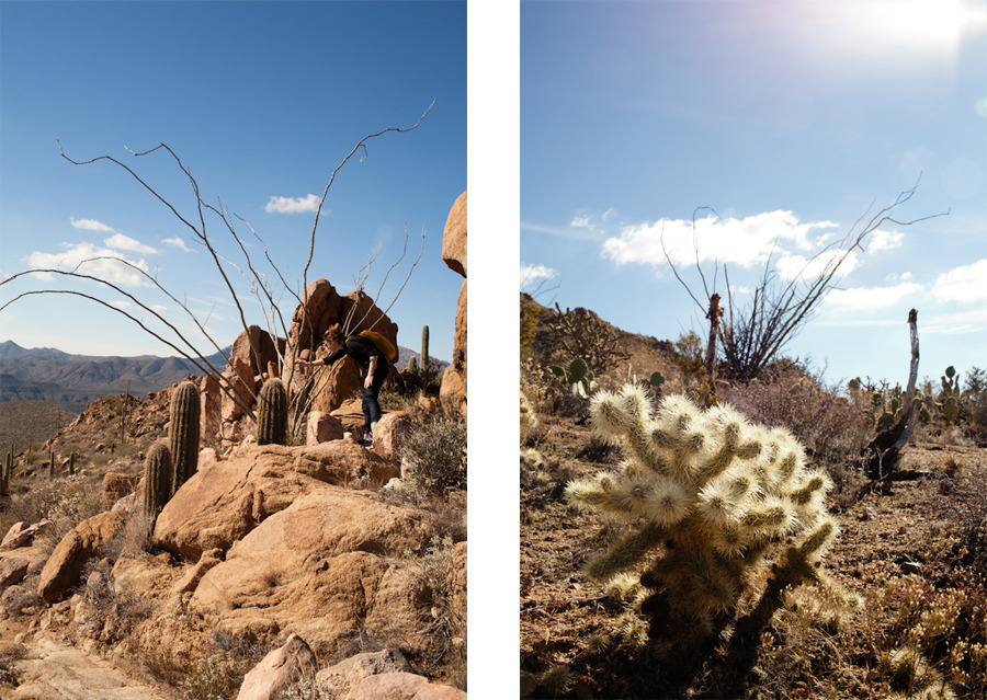 Tonto National Forest, Mesa, AZ.