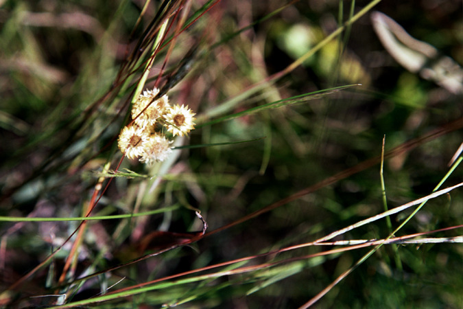 South African Grasslands
