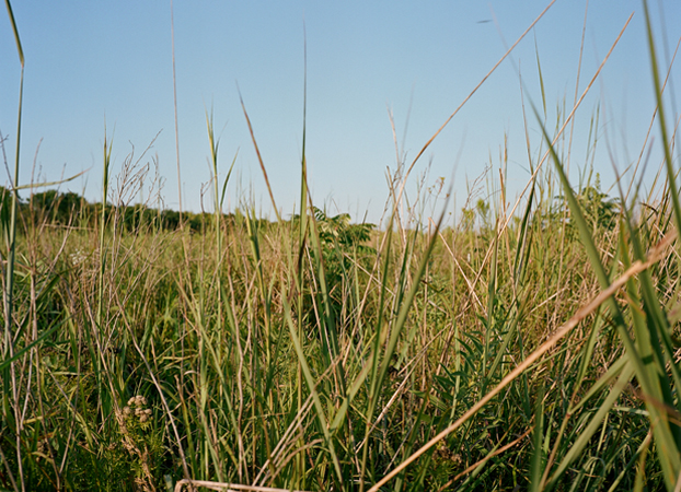 North American Grasslands