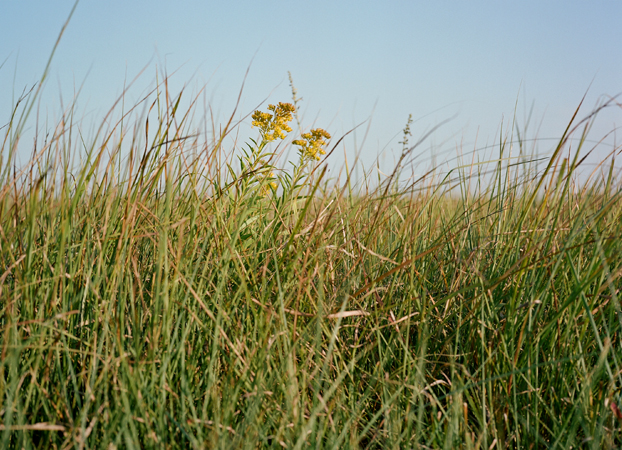 North American Grasslands