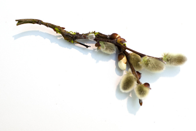 Icelandic Flora