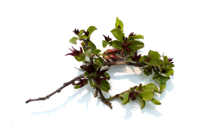 Icelandic Flora