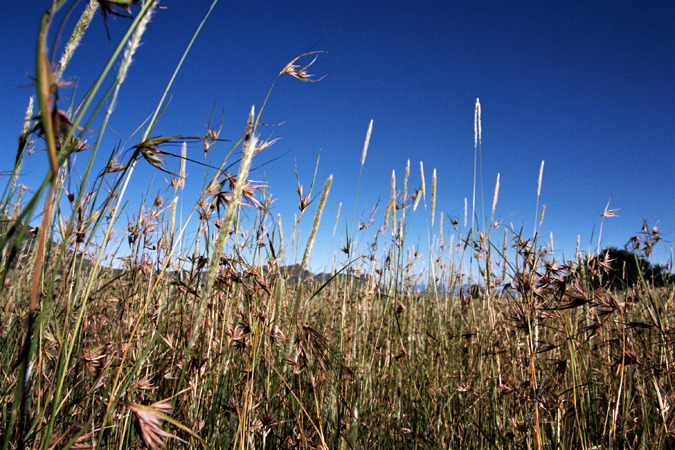 South African Grasslands