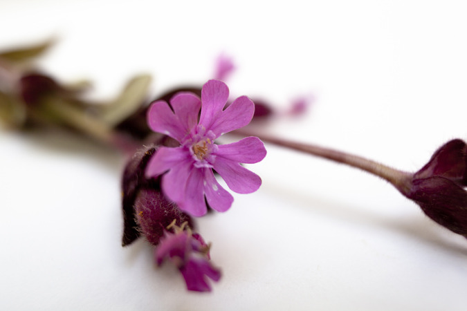 Icelandic Flora