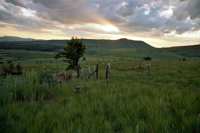 South African Grasslands