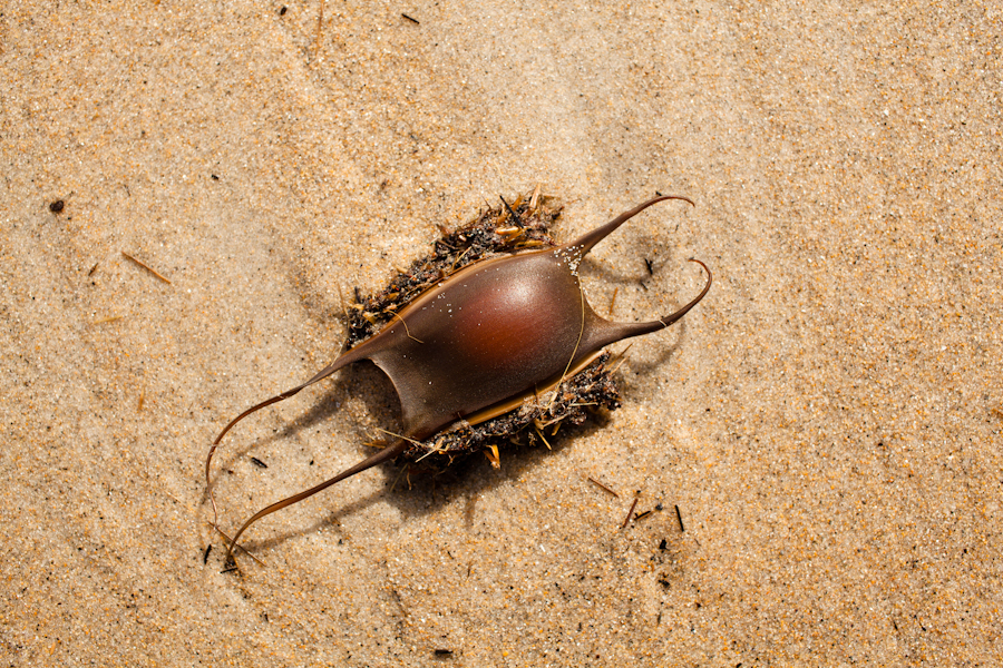Plum Island, MA.