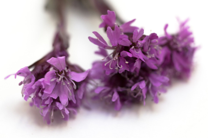 Icelandic Flora
