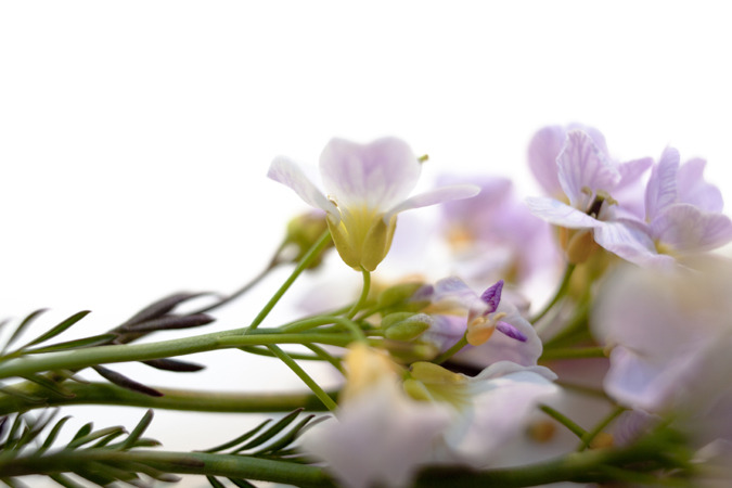 Icelandic Flora