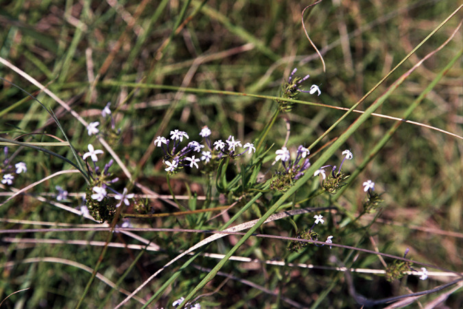 South African Grasslands