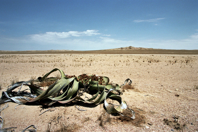 South African Grasslands