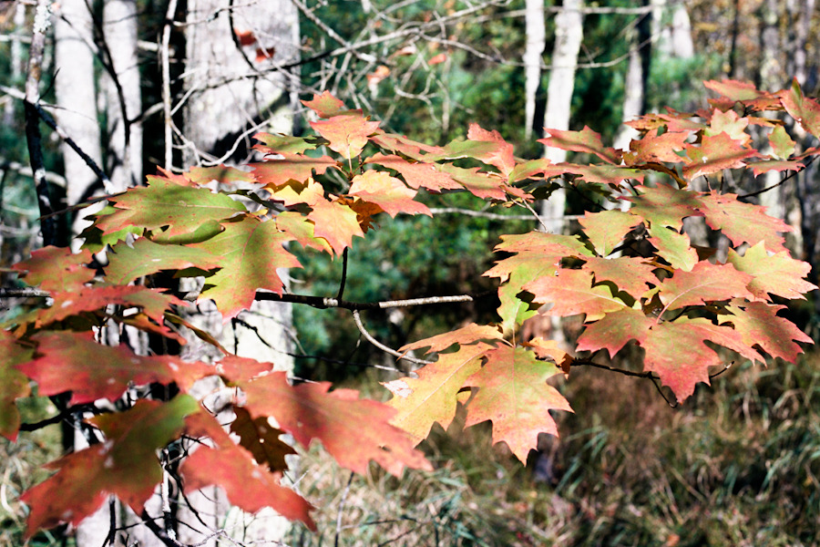 Acadia National Park, Bar Harbor, Maine