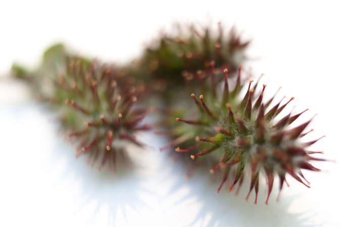 Icelandic Flora