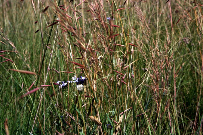 South African Grasslands