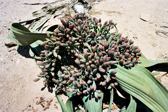 South African Grasslands