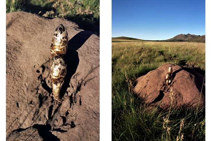 South African Grasslands
