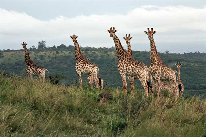 South African Grasslands