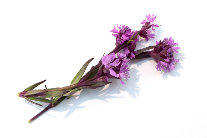 Icelandic Flora