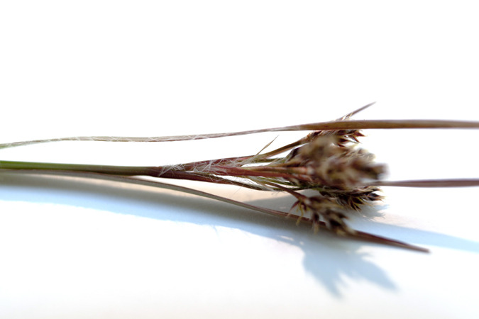 Icelandic Flora
