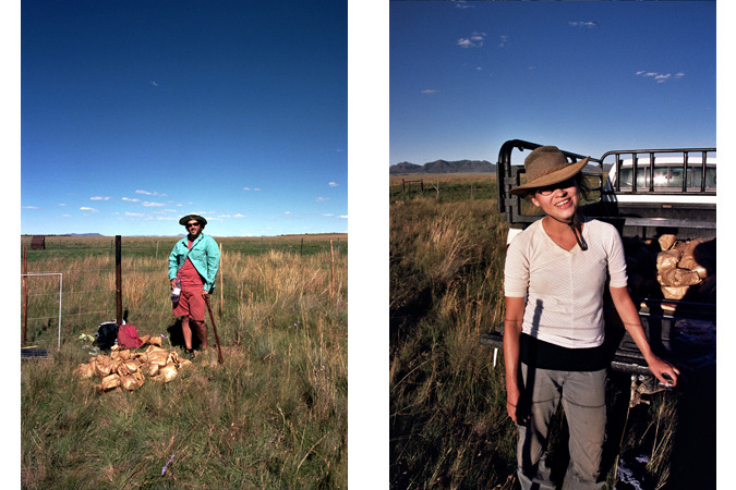 South African Grasslands
