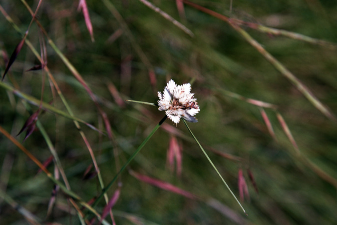 South African Grasslands