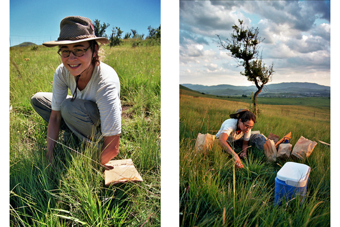 South African Grasslands