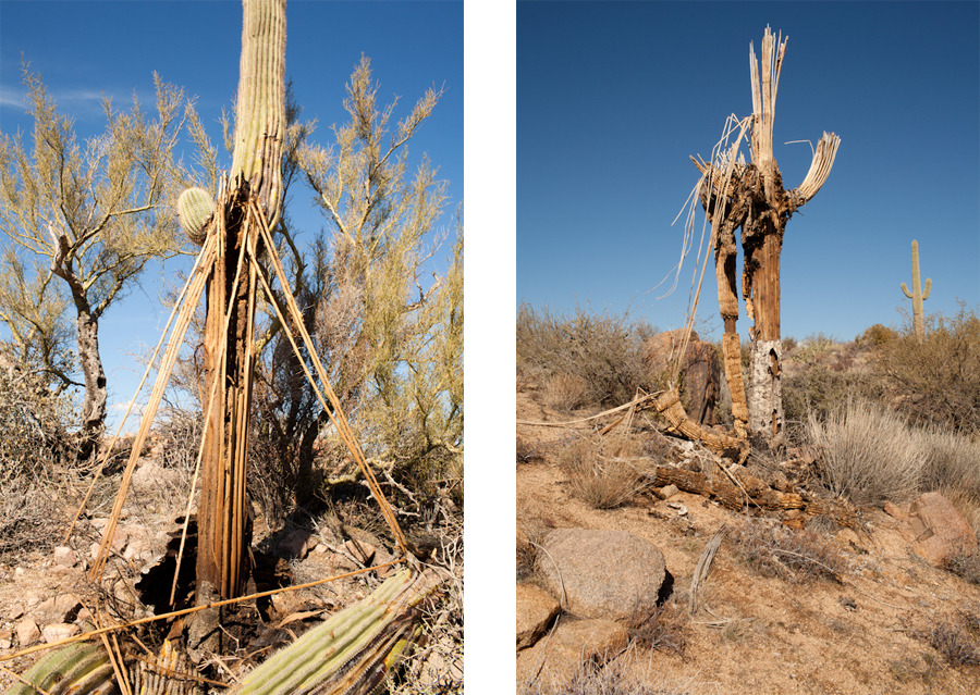 Tonto National Forest, Mesa, AZ.