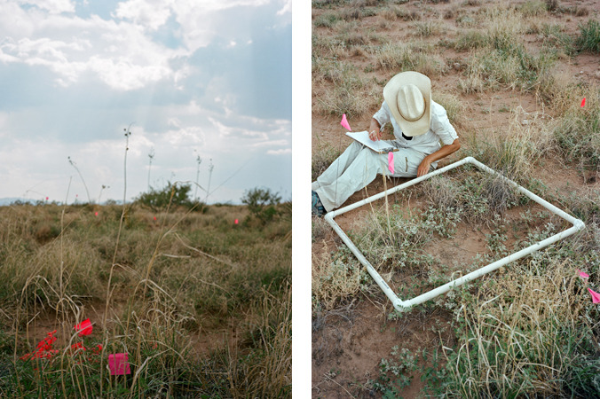 North American Grasslands