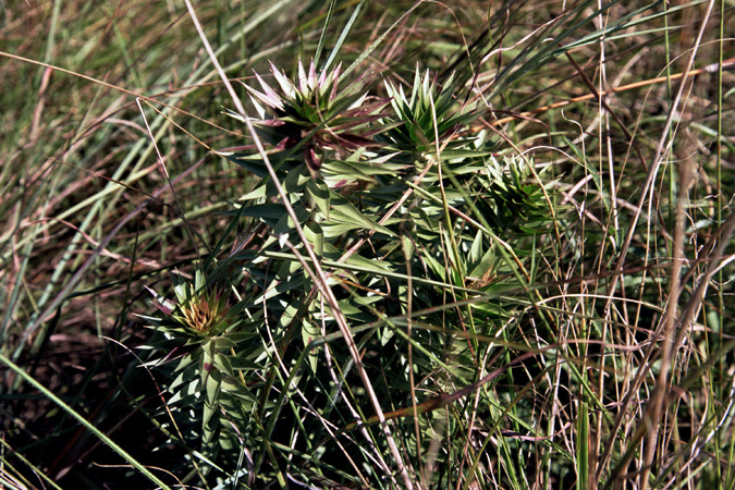 South African Grasslands