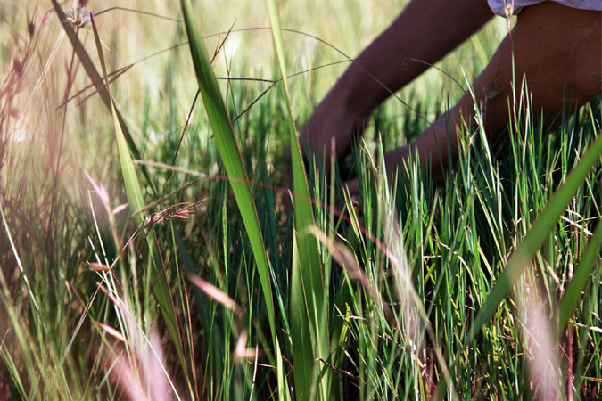 South African Grasslands