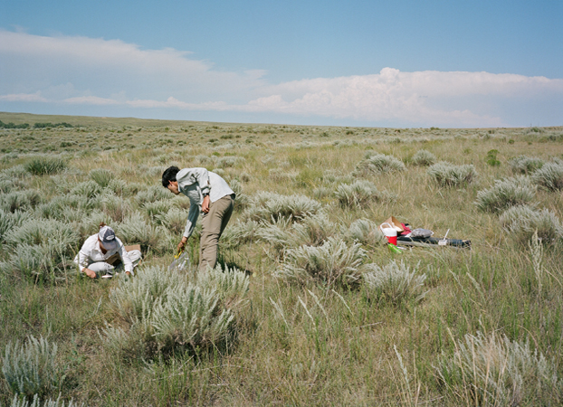 North American Grasslands