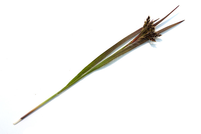 Icelandic Flora