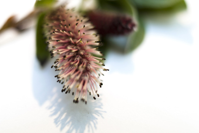 Icelandic Flora