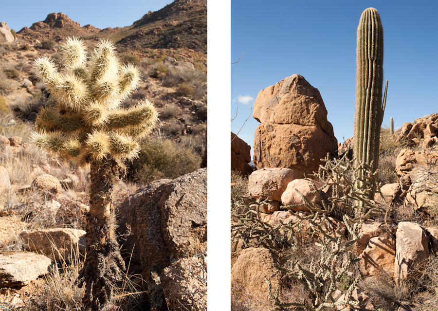 Tonto National Forest, Mesa, AZ.