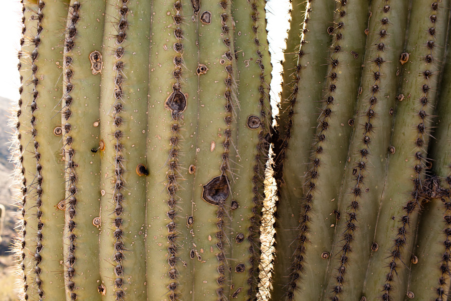Tonto National Forest, Mesa, AZ.