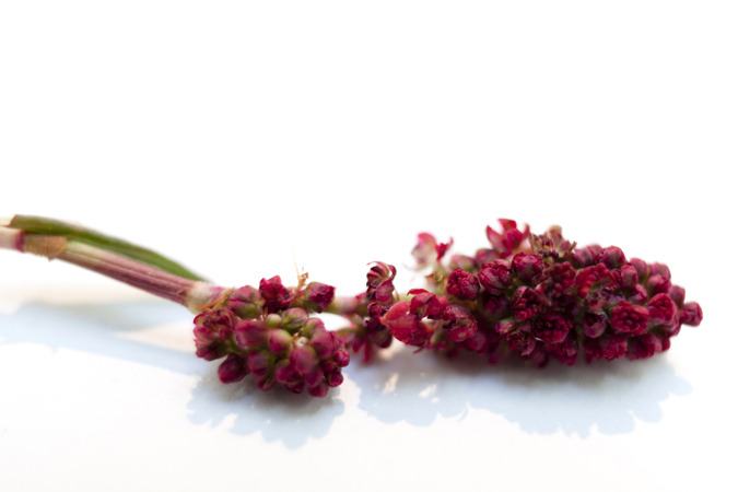 Icelandic Flora