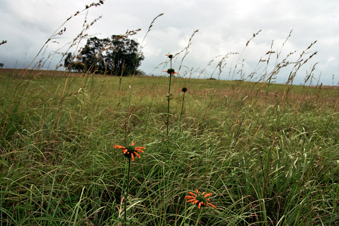 South African Grasslands